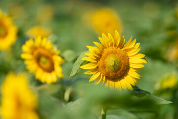 夏の風景　向日葵