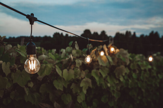 Outdoor string lights in a vineyard. Romantic summer evening concept. Edison lights, outdoor light bulbs. 