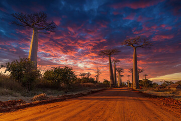 Amazing Sunset at the huge baobabs forming the famous Allee des baobabs near Morondava in Madagascar