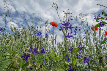 field of poppies in Hungary close to Lake Balaton