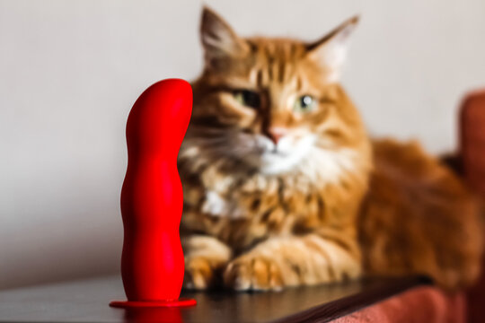 red fluffy cat is lying and resting, and next to it is a bright red dildo phalos from an intimate salon; it symbolizes female independence and lesbian preferences to do without man; blurred background