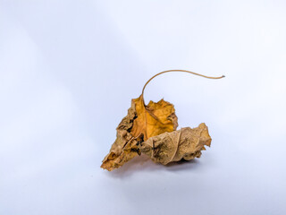 One dry leaf isolated, sear brown foliage, yellow stalk drop on the ground (with clipping path)
