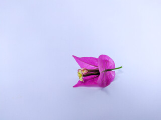 pink flower on white background