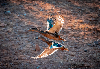 ducks flying 