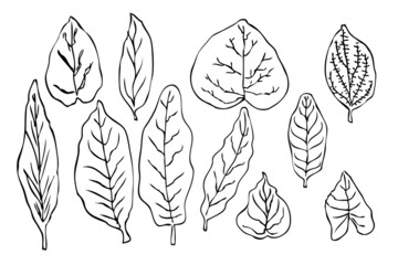 Simple Vector Hand Draw Sketch, 11 Diferent Shape Leaf