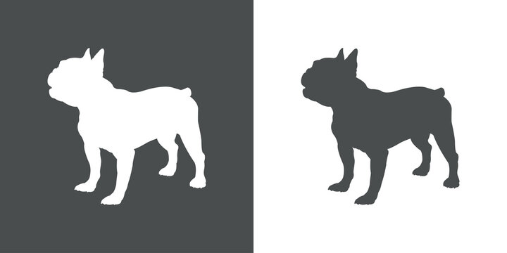 Razas de perro. Silueta de bulldog francés en fondo gris y fondo blanco