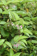 Skunk vine flowers. Rubiaceae perennial vine plant.