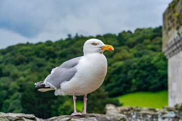 Seagull on a stone wall
