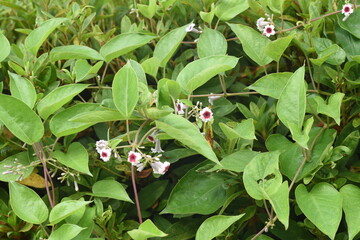 Skunk vine flowers. Rubiaceae perennial vine plant.