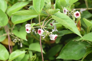 Skunk vine flowers. Rubiaceae perennial vine plant.