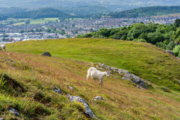 Fototapeta premium Great Orme, Wales