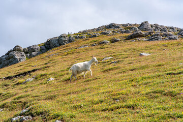 Fototapeta premium A goat on Great Orme