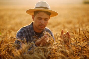 Naklejka na ściany i meble Young farmer in hat checking the quality of wheat grain on the spikelets at the field. Farm worker touches the ears of wheat to assure that the crop is in good condition. Agriculture and harvesting. 