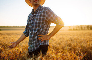 Young farmer in hat checking the quality of wheat grain on the spikelets at the field.  Farm worker touches the ears of wheat to assure that the crop is in good condition. Agriculture and harvesting. 