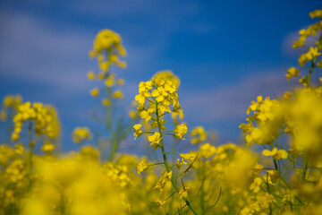 Obraz premium Blooming rapeseed field of Ukraine against the blue sky with clouds 