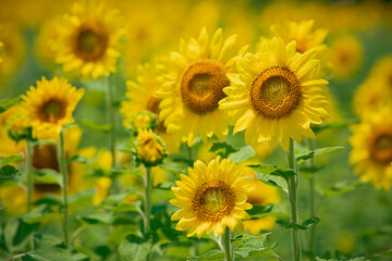 ひまわり畑にて　たくさんのヒマワリ