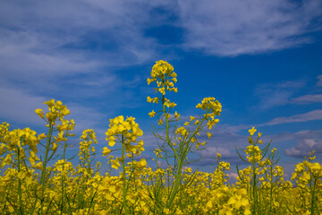 Obraz premium Blooming rapeseed field of Ukraine against the blue sky with clouds 