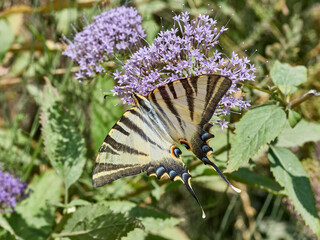 Southern Scarce Swallowtail. Iphiclides feisthameli