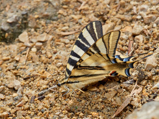 Southern Scarce Swallowtail. Iphiclides feisthameli