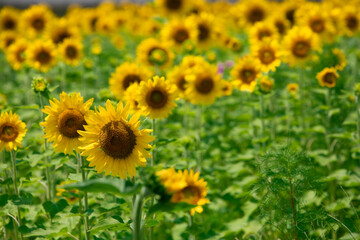 ひまわり畑にて　たくさんのヒマワリ