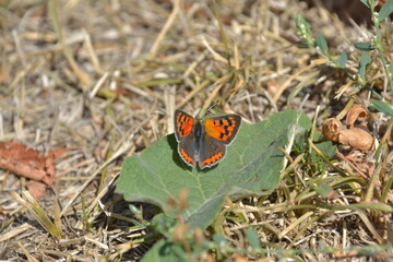 Butterfly in nature in the garden