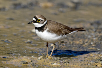 Flussregenpfeifer // Little ringed plover (Charadrius dubius) 