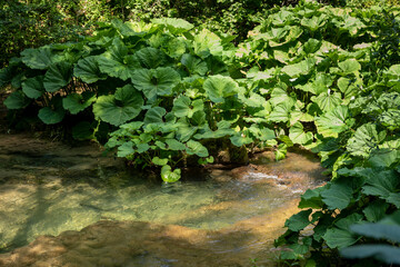 A river in a forest with sun beams and shadows and big leaves