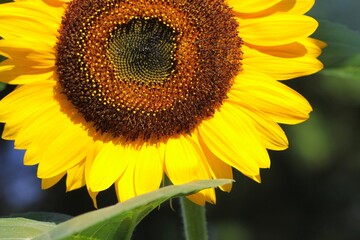 Fototapeta premium 向日葵の花のクローズアップ