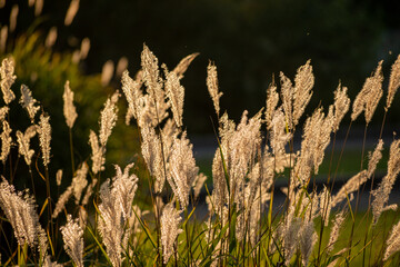 夕日に輝くススキの穂
