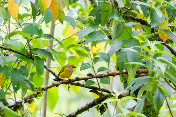 繁みの隙間に姿を現した美しいギンノドフウキンチョウ