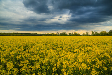 Fototapeta premium Blooming rapeseed field against the background of black storm clouds at sunset