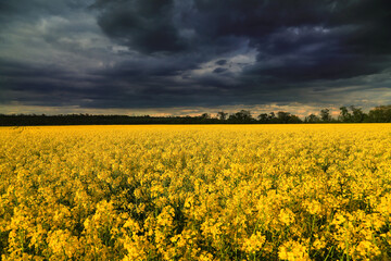 Blooming rapeseed field against the background of black storm clouds at sunset