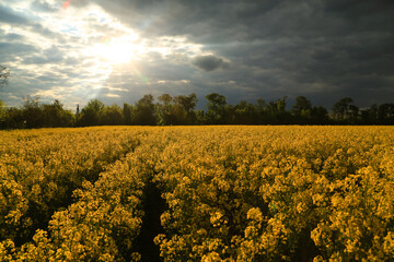 Obraz premium Blooming rapeseed field against the background of black storm clouds at sunset