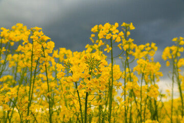 Obraz premium Blooming rapeseed field against the background of black storm clouds at sunset