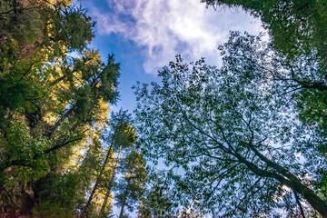 trees in the forest, high trees