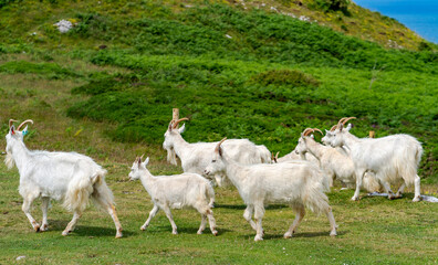Obraz premium Goats on Great Orme