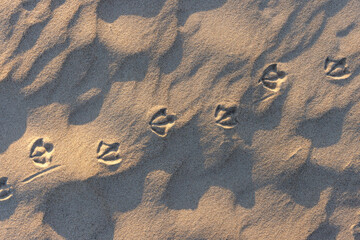 Bird footprint in the sand on the beach, Yyteri