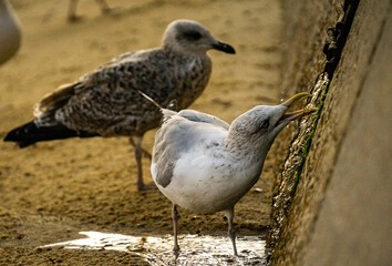 seagull on the beach