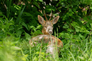 Ein Rehbock im hohen Gras  bei sonnenschein vor einen Gebüsch mit dem Blcik zur Kamera