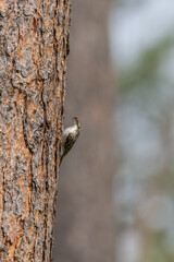 Ein Waldbaumläufer mit fuuter im Schnabel hält sich an einen Kieferbaum fest vor unscharfen Hintergrund