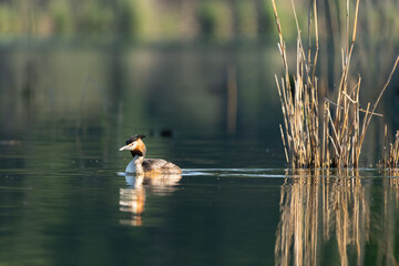 Im Focus schwimmt ein Haubentaucher 
