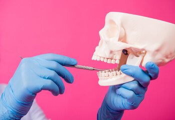 Woman dentist examines the oral cavity of the artificial skull with sterile dental instruments