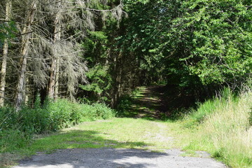 Fototapeta premium Waldweg