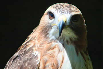 Königsbussard (Buteo regalis)