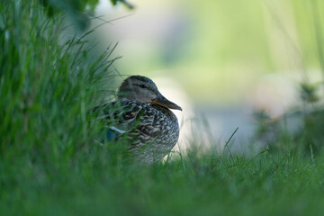 Eine Stockente im Gras an einen See