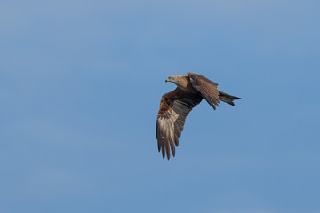 Ein Schwarzer Milan im Landeanflug im fucus vor blauen Himmel