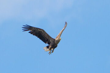 Ein Seeadler in der Luft bei blauen Himmel