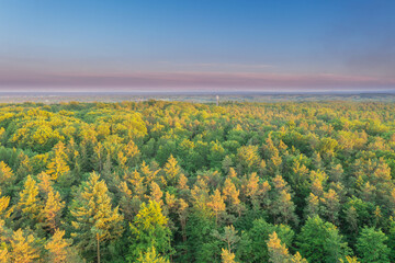 Zielony Las, kompleks leśny w rejonie miasta Żary. Zachód słońca, widok z drona.
