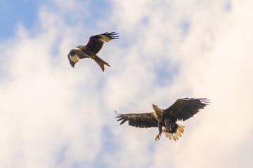Ein Roter Milan und ein Seeadler am Himmel