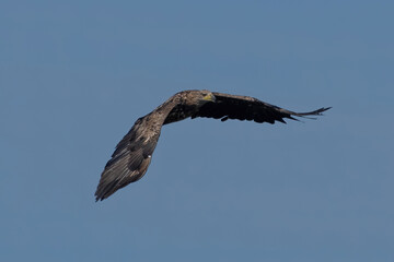 ein Seeadler am blauen Himmel